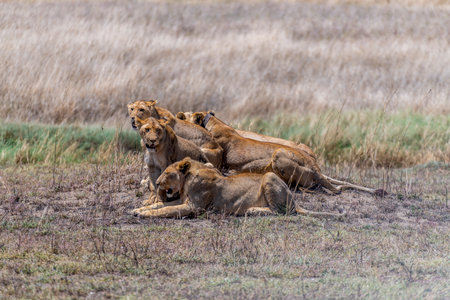 Wild lionesses in the Serengeti National Park in the heart of Africaの写真素材