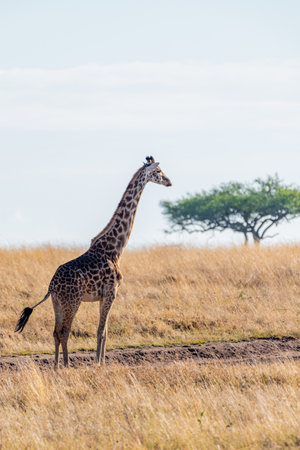 wild giraffe in Serengeti National Park in the heart of Africaの写真素材