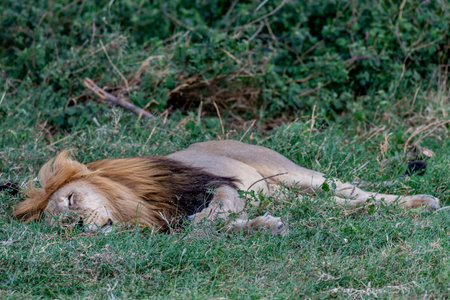 Wild lion in the Serengeti National Park in the heart of Africaの写真素材