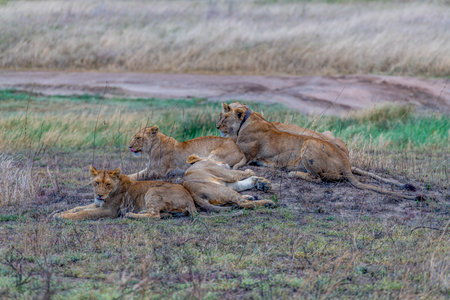 Wild lioness in the Serengeti National Park in the heart of Africaの写真素材