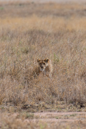 Wild young lioness in the Serengeti National Park in the heart of Africaの写真素材