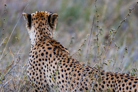 Wild cheetah in serengeti national parkの写真素材