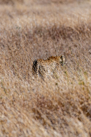Wild cheetah in serengeti national parkの写真素材