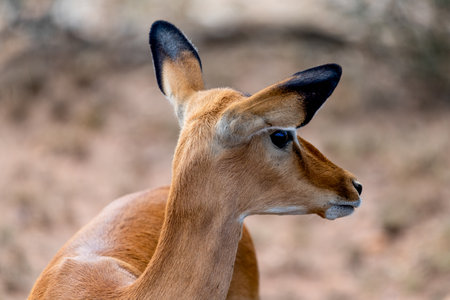 Wild Thomsons gazelles in serengeti national parkの写真素材