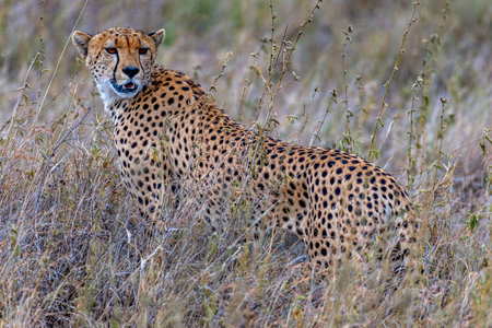 Wild cheetah in serengeti national parkの写真素材
