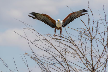 Wild birds in Serengeti National Park. High quality photos