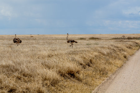 Wild ostrich in Serengeti national parkの写真素材