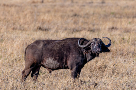 Wild buffalo in Serengeti National Parkの写真素材