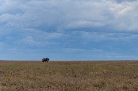 Wild elephants in Serengeti national parkの写真素材