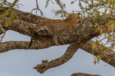 Wild leopard in Serengeti national parkの写真素材