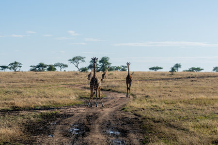 wild giraffes in Serengeti National Park in the heart of Africaの写真素材