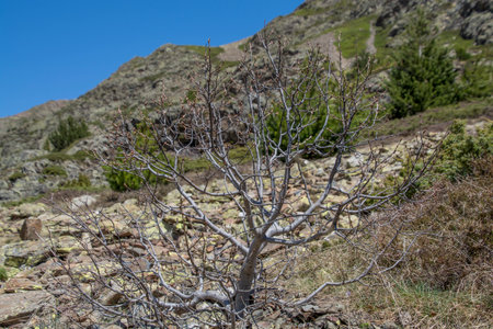 Pyrenees mountains landscape in springの写真素材