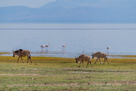 Wild Thomsons gazelles in the African savannahの写真素材