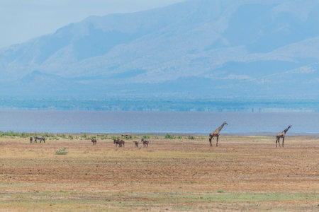 Savannah landscape in Serengeti National Parkの写真素材