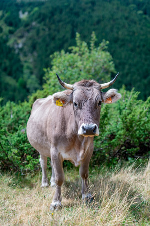 Cow grazing in the mountains of the Pyreneesの写真素材