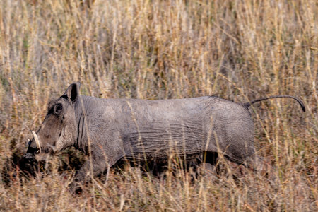 Wild pumbaa in Serengeti National Parkの写真素材
