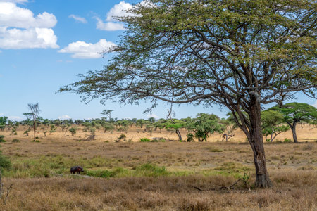 Savannah landscape in Serengeti National Park. High quality photosの写真素材
