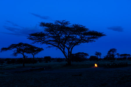 Savannah landscape in Serengeti National Parkの写真素材
