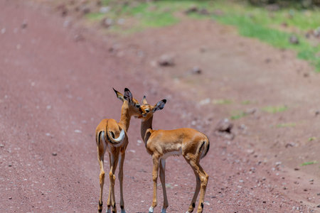 Wild Thomsons gazelles in the African savannahの写真素材
