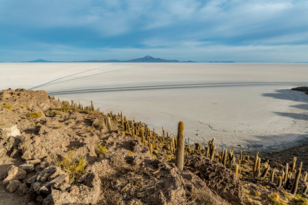 Cactus island in the salar de uyuni in the bolivian altiplanoの写真素材