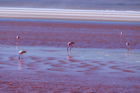 Wild fauna in the red lagoon in the bolivian altiplanoの写真素材
