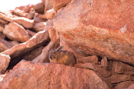 Desert landscape of the bolivian altiplanoの写真素材