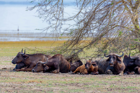 Wild buffalo in the savannah of Africaの写真素材