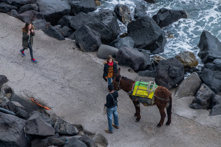donkeys from the island of Stromboliの写真素材