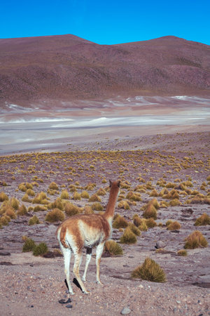 alpaca in the highlands of Chileの写真素材