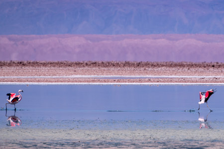 Flamingos in the Atacama salt flat, Chileの写真素材