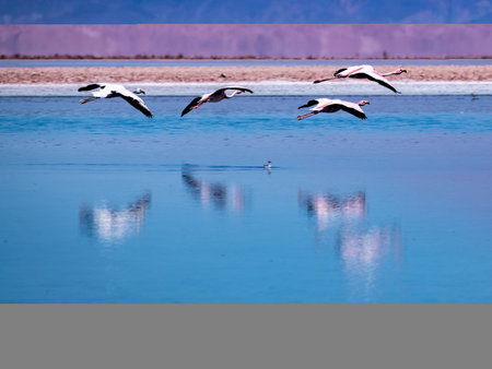 Flamingos in the Atacama salt flat, Chileの写真素材
