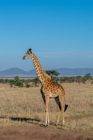 wild giraffe in Serengeti National Park in the heart of Africaの写真素材