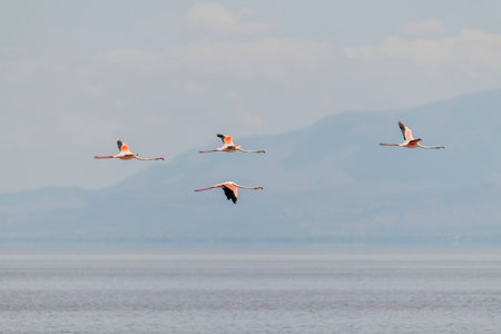 Wild flamingos in the African savannahの写真素材