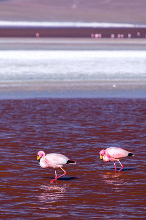 Wild fauna in the red lagoon in the bolivian altiplanoの写真素材