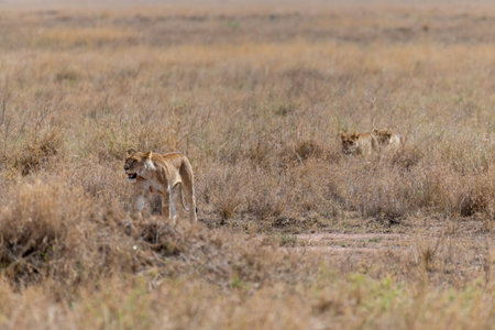 Wild lioness in the Serengeti National Park in the heart of Africaの写真素材