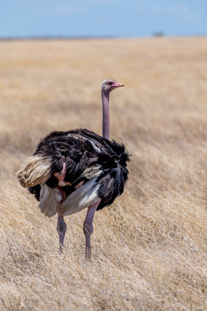 Wild ostrich in Serengeti national parkの写真素材