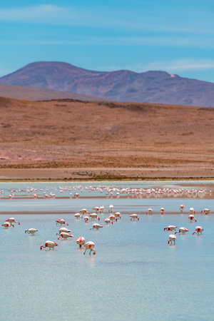 Wild fauna in the red lagoon in the bolivian altiplanoの写真素材