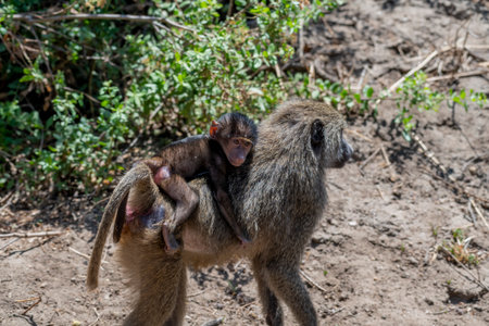Wild monkeys in the African savannahの写真素材