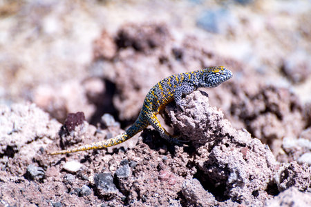 lizard in the Atacama salt flat, Chileの写真素材