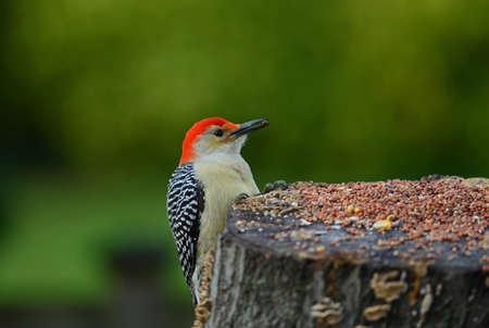 Red-bellie woodpecker getting foodの写真素材