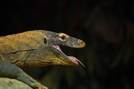 Komodo dragon in Bronx Zoo NYCの写真素材