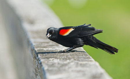 Male red-winged black bird on the wood rail
