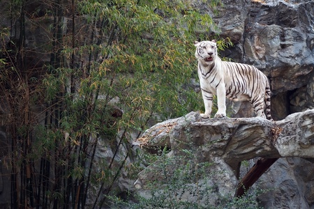 White tiger on the rockの写真素材