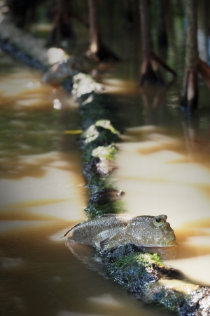 Mudskipper in the mangrove forestの写真素材