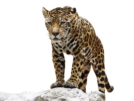 leopard on the rockの写真素材