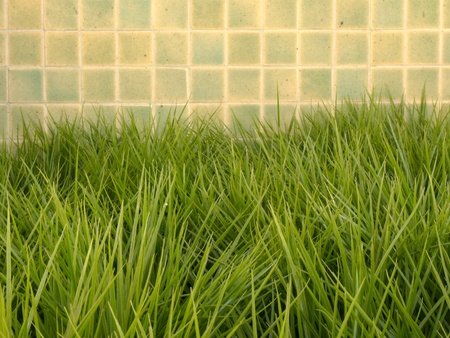 Green pasturesの写真素材