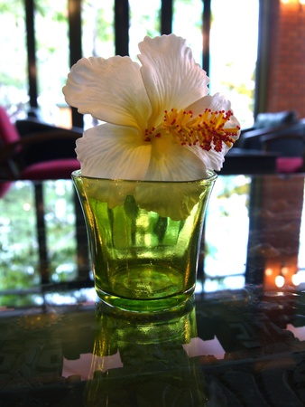 Hibiscus Flower on the tableの写真素材