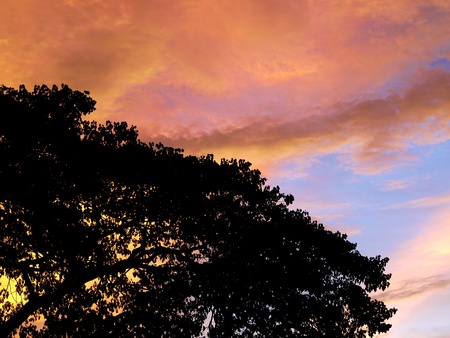 Silhouette tree at twilightの写真素材