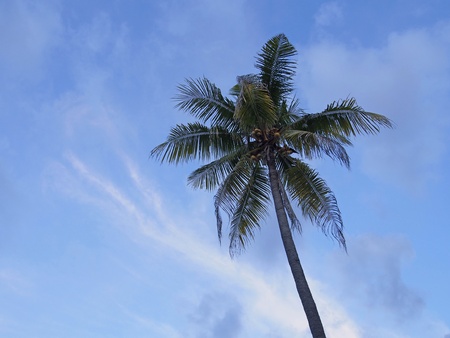 Coconut in the skyの写真素材