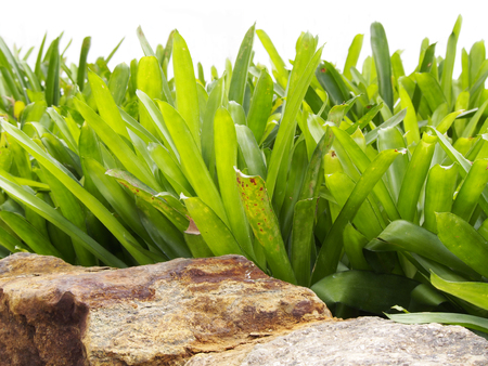 Lush plantの写真素材